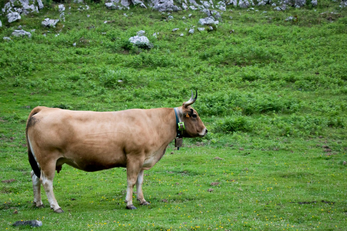 Vaca conectada con un cencerro digital en Aralar.