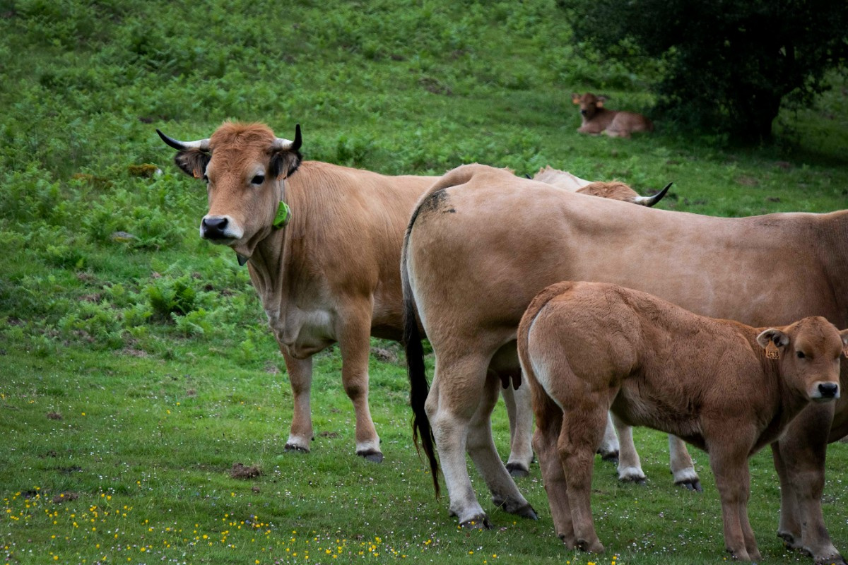 Vaca conectada vía satélite en la Sierra de Aralar