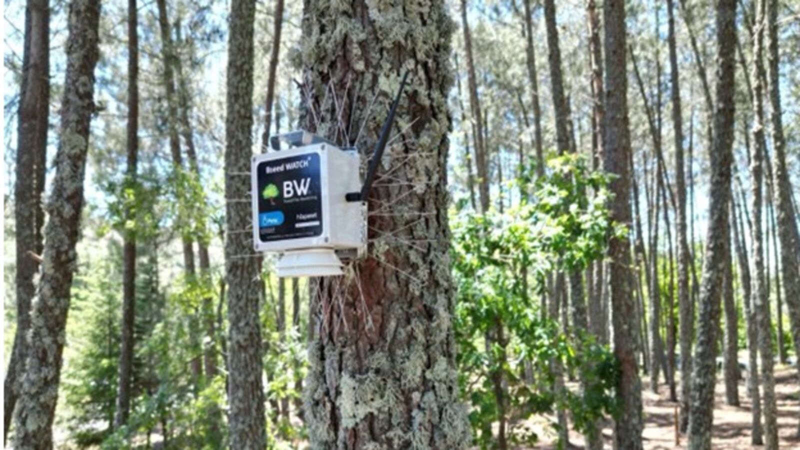 La tecnología satelital al servicio de la prevención y detección de incendios