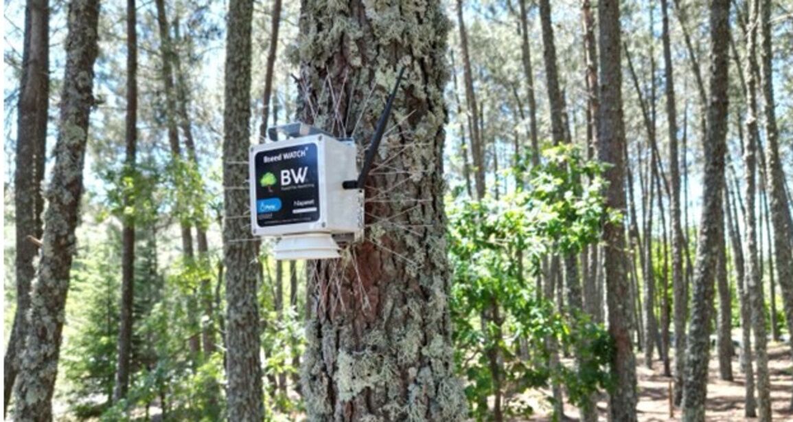 La tecnología satelital al servicio de la prevención y detección de incendios