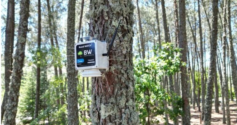 Satellite technology at the service of fire prevention and detection
